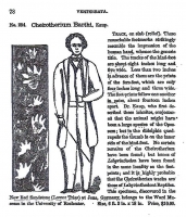 Cheirotherium barthi, A Labrinthodont Amphibian Trackway
