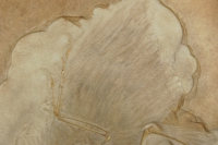 Archaeopteryx lithographica, first bird