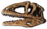 Sinraptor Skull 1:9 Scale