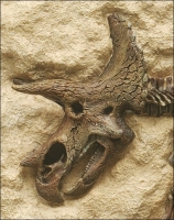 Triceratops skeleton 3D Framed Art