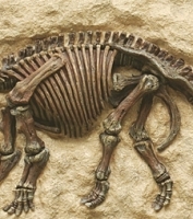 Triceratops skeleton 3D Framed Art