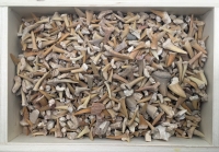 Real Fossil Shark Teeth Mix (1 pound bulk)