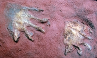 Dimetrodon berea (Dimetropus), tracks from West Virginia