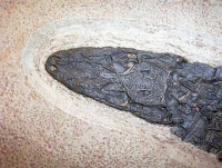 Procaimanoidea, Green River, Alligator Skeleton