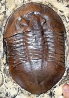 Isotelus maximus, trilobite