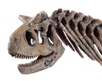 Carnotaurus Skeleton ONLY 2 AVAILABLE