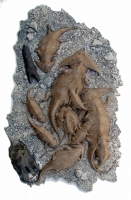 Diplocaulus, amphibian skull