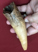6 Inch Spinosaurus Tooth