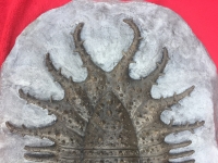 Terataspis  grandis (giant trilobite)