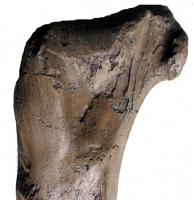 Tyrannosaurus rex (Hank), left femur