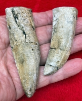 Tarbosaurus, the Asian Trex 2 Tooth Set