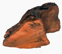 Stegoceras, skull & jaws (Pachycephalosaurus)