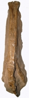 Ornithomimus, dinosaur foot