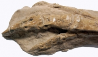 Ornithomimus, dinosaur foot