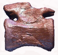 Apatosaurus, caudal vertebra
