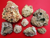 4 Gram WV Petoskey Stone (Lithostrotionella), Fossil State Gemstone of West Virginia 