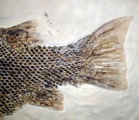Lepidotes maximus, fish