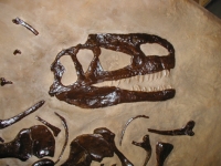 Monolophosaurus skeleton in matrix