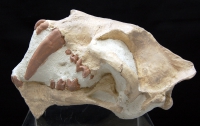 Hoplophoneus, saber tooth cat skull