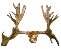 Cervalces scotti, Stag Moose, Skull & Antlers
