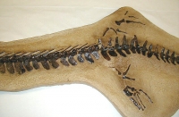 Clidastes a Mosasaur, complete skeleton