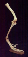 Velociraptor mongoliensis, leg & foot life-size