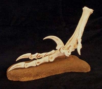 Velociraptor mongoliensis, leg & foot life-size