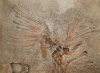 Archaeopteryx London Specimen
