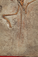 Archaeopteryx London Specimen