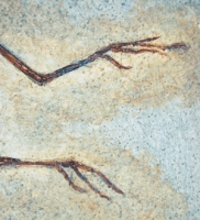 Archaeopteryx lithographicia, Eichstatt Specimen