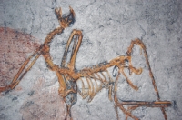 Archaeopteryx lithographicia , the Munich Specimen