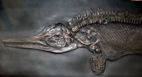 Ichthyosaur, marine reptile skeleton