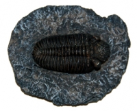 Phacops, trilobite