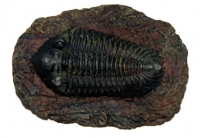 Metacryphaeus limabambae (trilobite)