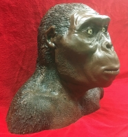 Australopithecus, early human bust