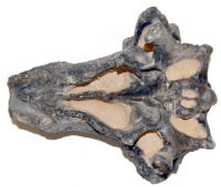 Pawpawsaurus campbelli, nodosaurid ankylosaur