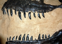 Tyrannosaurus rex, 3D 1/2 Skull Plaque Model