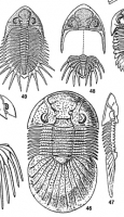 Exotic Trilobites of the World Poste