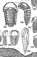 Index Trilobites of North America Poster