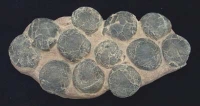 Therizinosaur Dinosaur Egg Nest With 12 Eggs