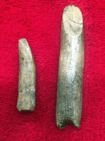 Rebbachiosaurus garasbae, tooth pair