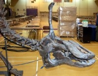 Tsintaosaurus  complete skeleton