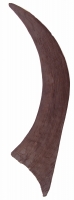 Coelodonta antiquitatis (large Woolly Rhino horn)