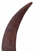 Coelodonta antiquitatis (large Woolly Rhino horn)