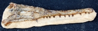 Dyrosaurus phosphaticus (crocodile)