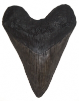 Megalodon Tooth (giant 17 inch sculpture)