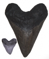 Megalodon Tooth (giant 17 inch sculpture)