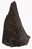 Coelodonta antiquitatis (small Woolly Rhino horn)
