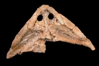 Diplocaulus magnicornis