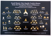 20 Fossil Shark Teeth, Fish, Reptile & Bones from Morocco Posters